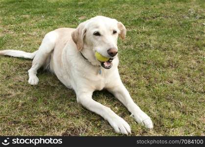 Adorable female Labrador Retriever dog lying on grass garden meadow with tennis ball toy