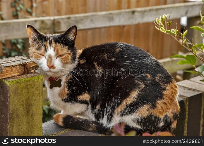 Adorable female tri-color calico cat closeup