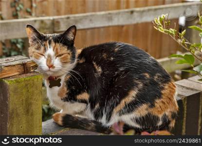 Adorable female tri-color calico cat closeup