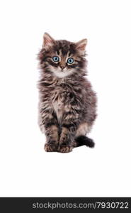 Adorable fluffy tabby kitten with blue eyes on a white background