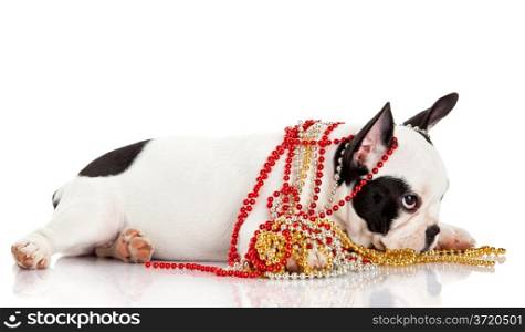 Adorable French Bulldog wearing jewelery on white background. French bulldog puppy portrait over white background