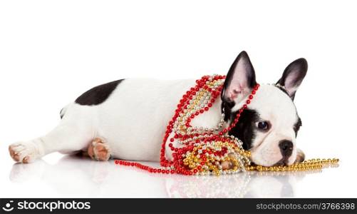 Adorable French Bulldog wearing jewelery on white background. French bulldog puppy portrait over white background