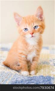 Adorable ginger and white kitten sitting on a blue and yellow blanket