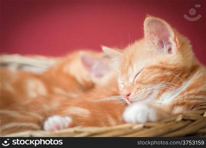 adorable ginger kittens asleep in a basket - space to the left for text
