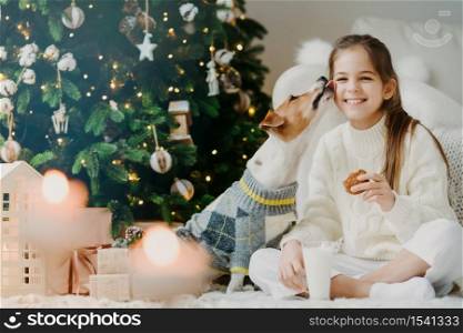 Adorable glad female child drinks milk and eats cookies, has wonderful time together with favourite dog, receives kiss from pet, sit near decorated Christmas tree, has festive mood. Winter holiday