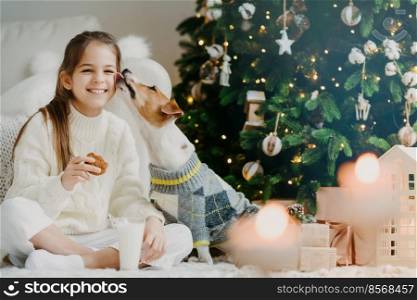 Adorable glad female child drinks milk and eats cookies, has wonderful time together with favourite dog, receives kiss from pet, sit near decorated Christmas tree, has festive mood. Winter holiday