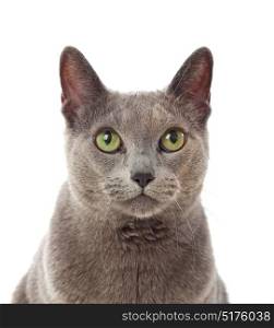 Adorable Grey cat with green eyes isolated on white background