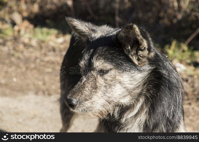 Adorable homeless stray mongrel dog head closeup