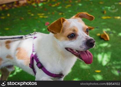 Adorable Jack Russell Terrier dog in the park.