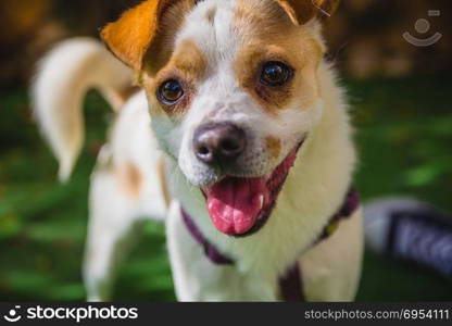 Adorable Jack Russell Terrier dog in the park looking at camera.