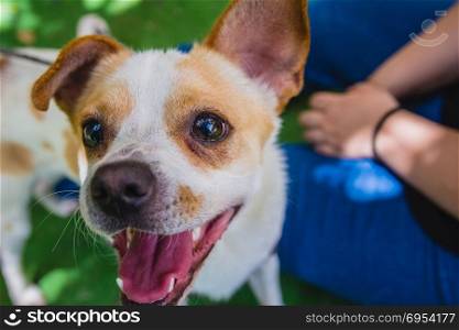 Adorable Jack Russell Terrier dog in the park looking at camera.