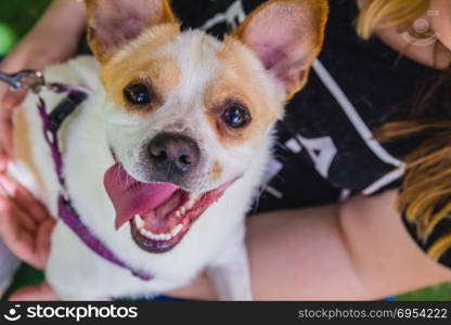 Adorable Jack Russell Terrier dog in the park looking at camera.