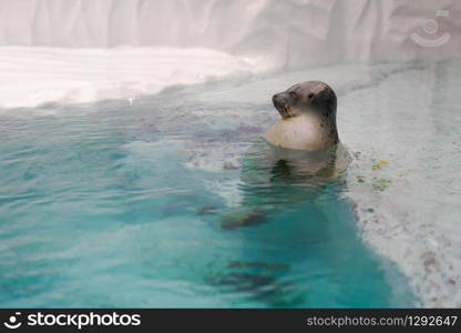 Adorable Largha seal bathing in clear water