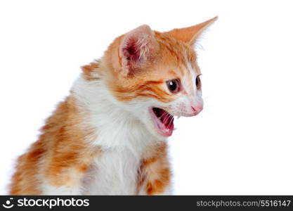 Adorable little cat angry isolated on white background.