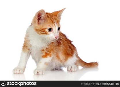 Adorable little cat crouching isolated on white background.