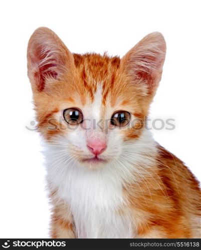 Adorable little cat isolated on white background.