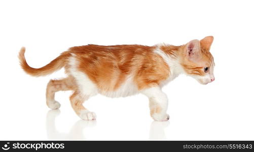 Adorable little cat isolated on white background.