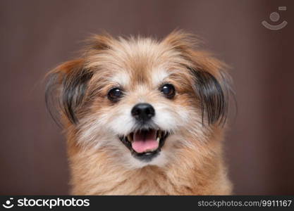 Adorable Mix breed happy dog smile and cheerful on brown color background ready to summer,Happiness dog Concept