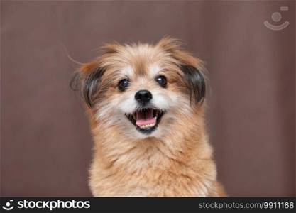 Adorable Mix breed happy dog smile and cheerful on brown color background ready to summer,Happiness dog Concept
