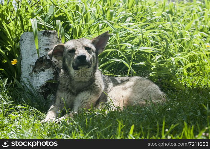 Adorable mongrel stray dog lying on green grass meadow