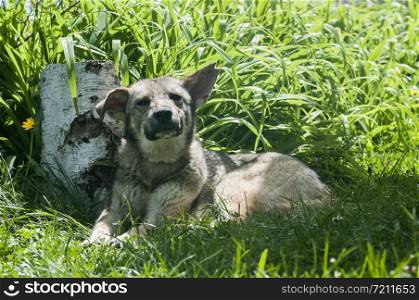 Adorable mongrel stray dog lying on green grass meadow