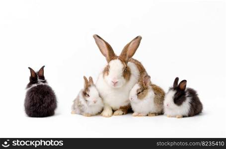 Adorable mother with four baby rabbits isolated on white background. One black and white bunny sitting alone while others sitting together. Pet animal family concept.
