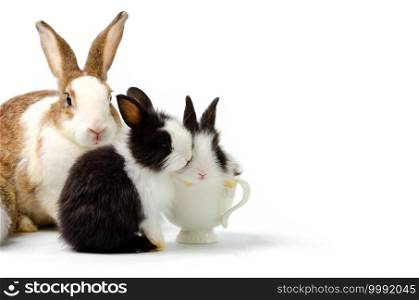 Adorable mother with two baby rabbits isolated on white background. One black and white bunny sitting in white coffee cup. Pet animal family concept.