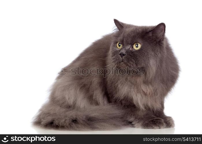 Adorable Persan cat isolated on white background