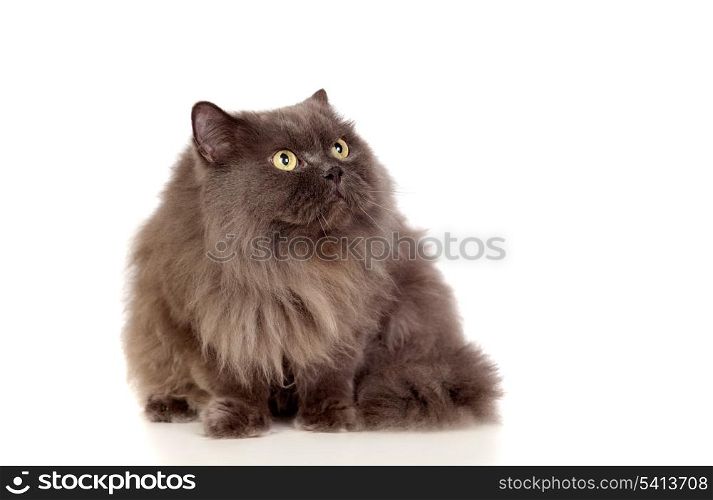 Adorable Persan cat looking up isolated on white background