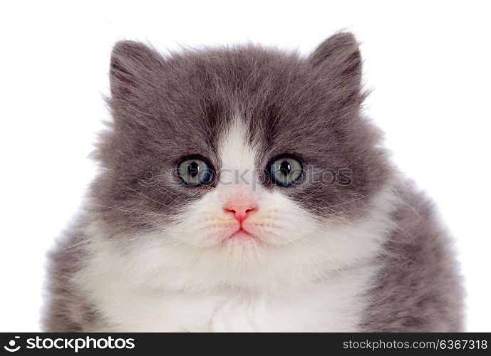 Adorable Persian cat