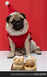 Adorable Pug wearing santa hat and santa costume in christmas day and birthday ready to celebrated with owner and birthday cake on the table on red background,Christmas and New year concept