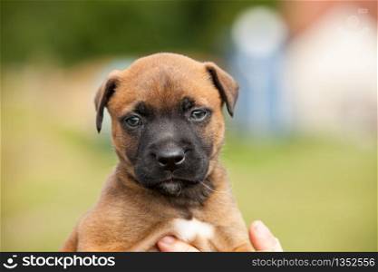 adorable puppy bastard of malinois and bullmastiff in the hands of his mistress