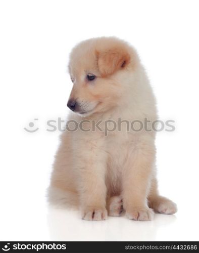 Adorable puppy dog ??with smooth hair isolated on white background