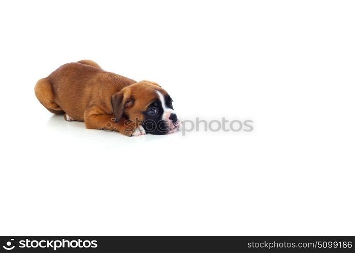 Adorable puppy lying on the floor isolated on white background