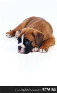 Adorable puppy lying on the floor isolated on white background