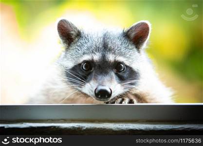 Adorable raccoon portrait close up furry pet face. Adorable raccoon portrait close up furry pet