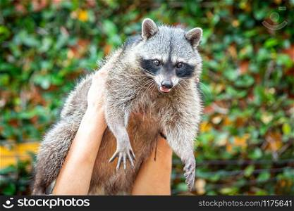 Adorable raccoon portrait close up furry pet face. Adorable raccoon portrait close up furry pet