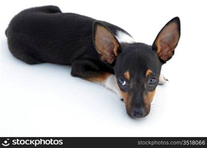 Adorable sad dog on a over white background
