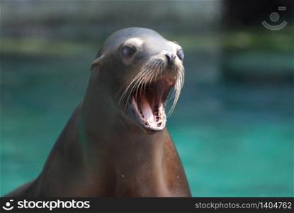 Adorable sea lion with his mouth wide open.