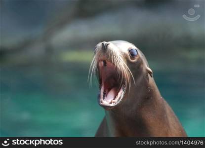 Adorable sea lion with his mouth wide open.