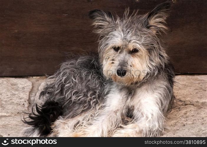 Adorable shaggy dog