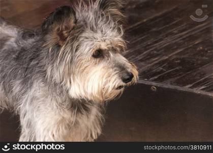 Adorable shaggy dog