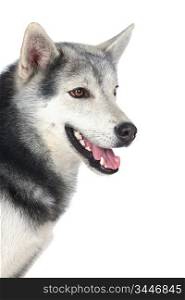 Adorable siberian dog a over white back ground