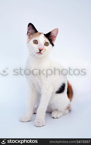 Adorable small cat with white bottom and brown eyes