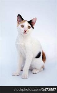 Adorable small cat with white bottom and brown eyes