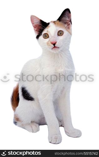 Adorable small cat with white bottom and brown eyes&#xA;&#xA;&#xA;&#xA;&#xA;&#xA;&#xA;&#xA;