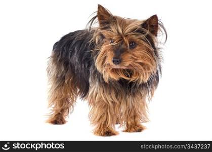 Adorable small dog a over white background
