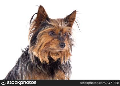 Adorable small dog a over white background