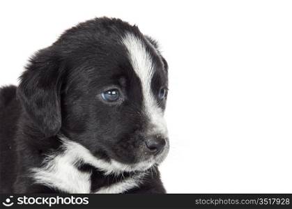 adorable small dog a over white background