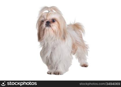 Adorable small dog on a over white background